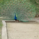 Kingfisher Francorchamps *