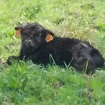 Kingfisher Francorchamps Stavelot