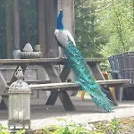 Kingfisher Francorchamps Stavelot