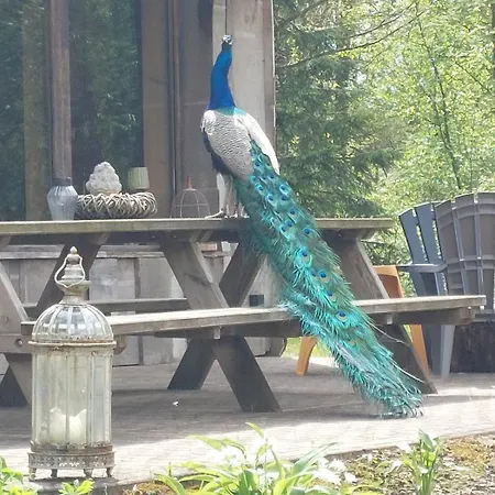 Kingfisher Francorchamps Stavelot