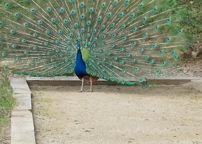 Kingfisher Francorchamps *