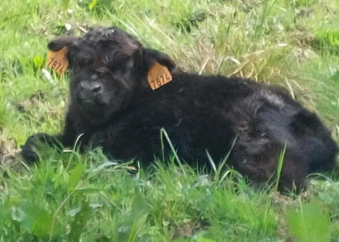 Kingfisher Francorchamps Stavelot