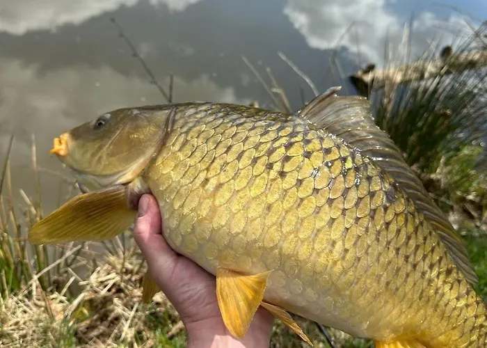 Kingfisher Francorchamps Casa vacanze *