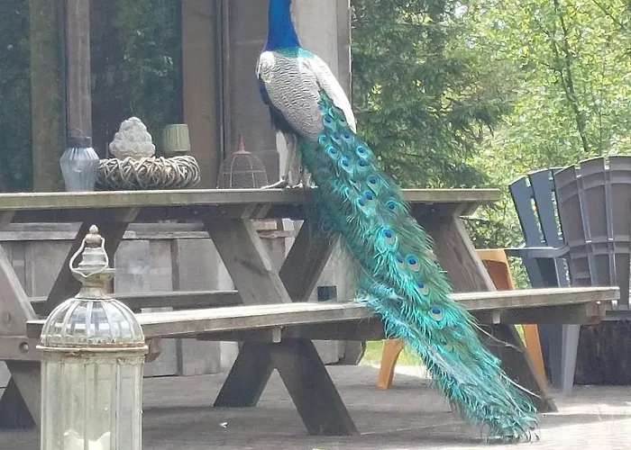 Kingfisher Francorchamps Stavelot